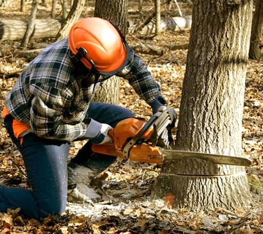 Tree Removal in North Fork, CA